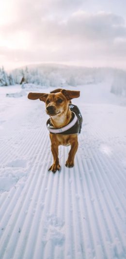 [2436x1125]雪地 宠物狗 土狗 田园犬 苹果手机壁纸图片