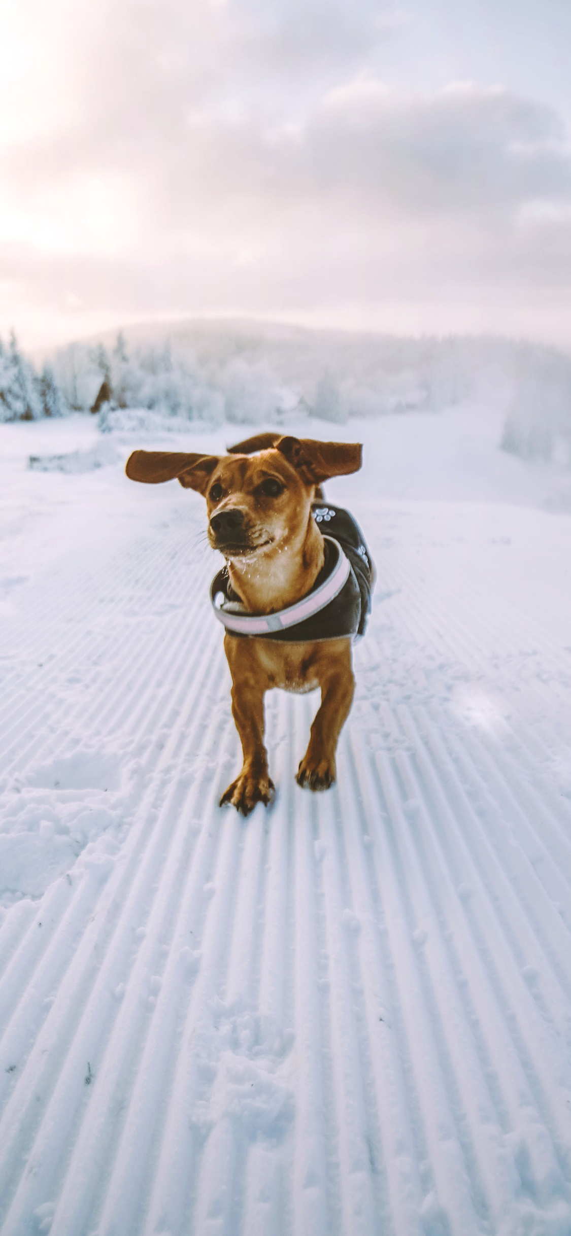 [2436×1125]雪地 宠物狗 土狗 田园犬 苹果手机壁纸图片