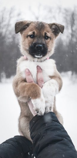 [2436x1125]雪地 宠物狗 幼犬 汪星人 苹果手机壁纸图片