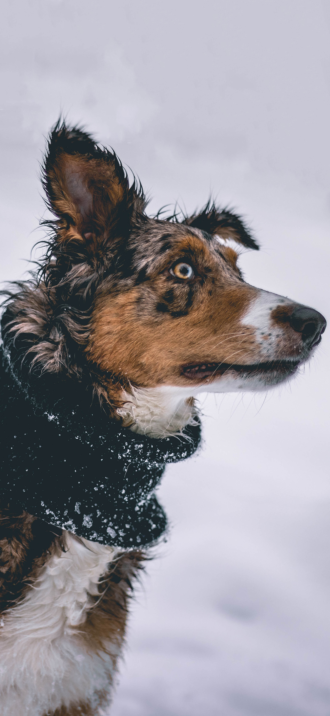 [2436×1125]雪地 宠物狗 汪星人 呆萌 苹果手机壁纸图片