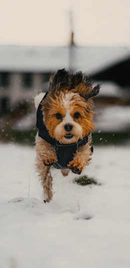 [2436x1125]雪地 宠物狗 汪星人 奔跑 苹果手机壁纸图片