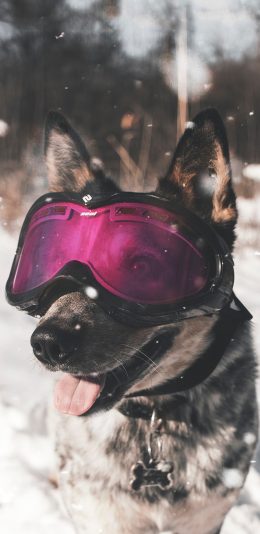 [2436x1125]雪地 宠物狗 汪星人 护目镜 苹果手机壁纸图片