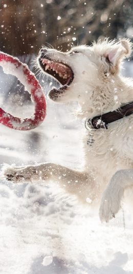 [2436x1125]雪地 宠物狗 汪星人 游戏 玩具 苹果手机壁纸图片