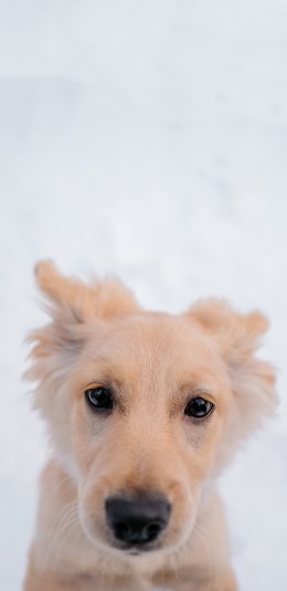 [2436x1125]雪地 宠物狗 金毛犬 汪星人 苹果手机壁纸图片