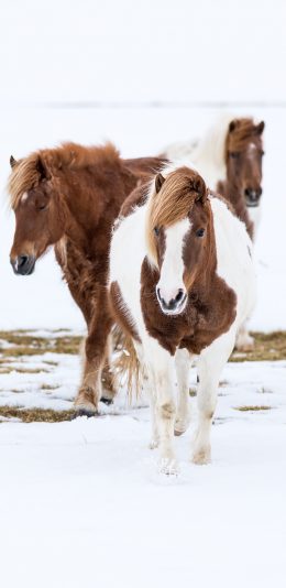 [2436x1125]雪地 小马驹 矮种马 苹果手机壁纸图片