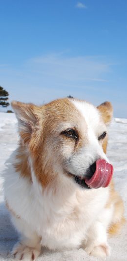 [2436x1125]雪地 柯基犬 短腿萌物 苹果手机壁纸图片