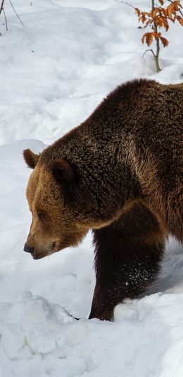 [2436x1125]雪地 棕熊 庞大 觅食 苹果手机壁纸图片