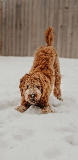 [2436x1125]雪地 汪星人 宠物狗 狗狗 苹果手机壁纸图片