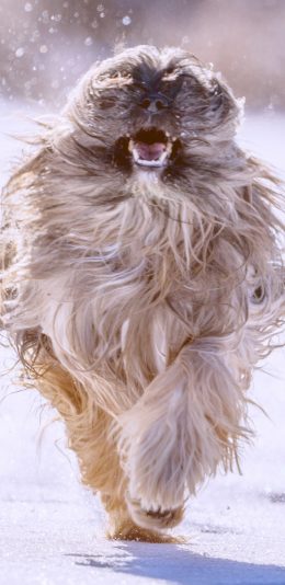 [2436x1125]雪地 狮子狗 奔跑 汪星人 苹果手机壁纸图片