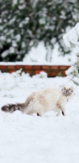 [2436x1125]雪地 猫咪 喵星人 长尾巴 苹果手机壁纸图片