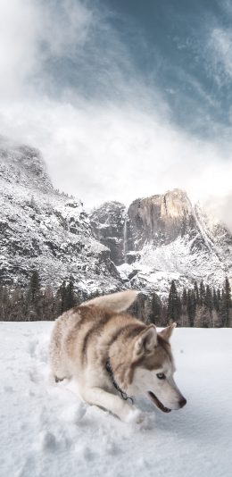 [2436x1125]雪地 玩耍 宠物狗 哈士奇 苹果手机壁纸图片