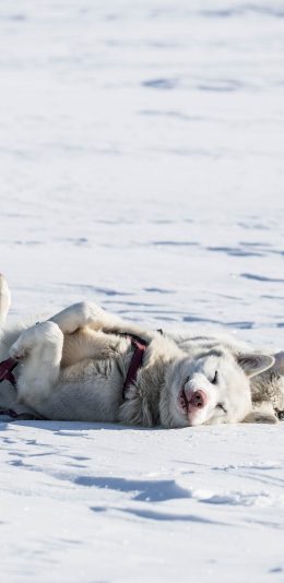[2436x1125]雪地 白雪覆盖 狗子 睡觉 苹果手机壁纸图片