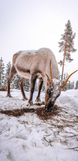 [2436x1125]雪地 羊 牲畜 雪季 苹果手机壁纸图片