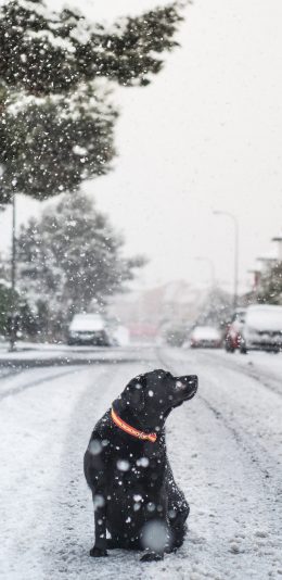 [2436x1125]雪地 道路 狗子 黑色 苹果手机壁纸图片