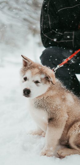 [2436x1125]雪地 雪橇犬 幼崽 可爱 苹果手机壁纸图片