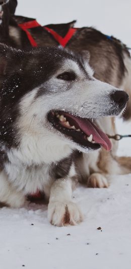 [2436x1125]雪地 雪橇犬 阿拉斯加 狗狗 苹果手机壁纸图片