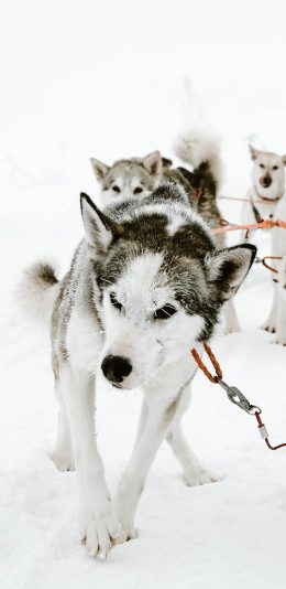 [2436x1125]雪地 雪橇犬 阿拉斯加犬 拉车 苹果手机壁纸图片