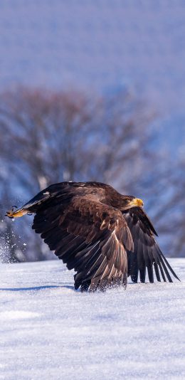 [2436x1125]雪地 飞鸟 老鹰 飞行 觅食 苹果手机壁纸图片