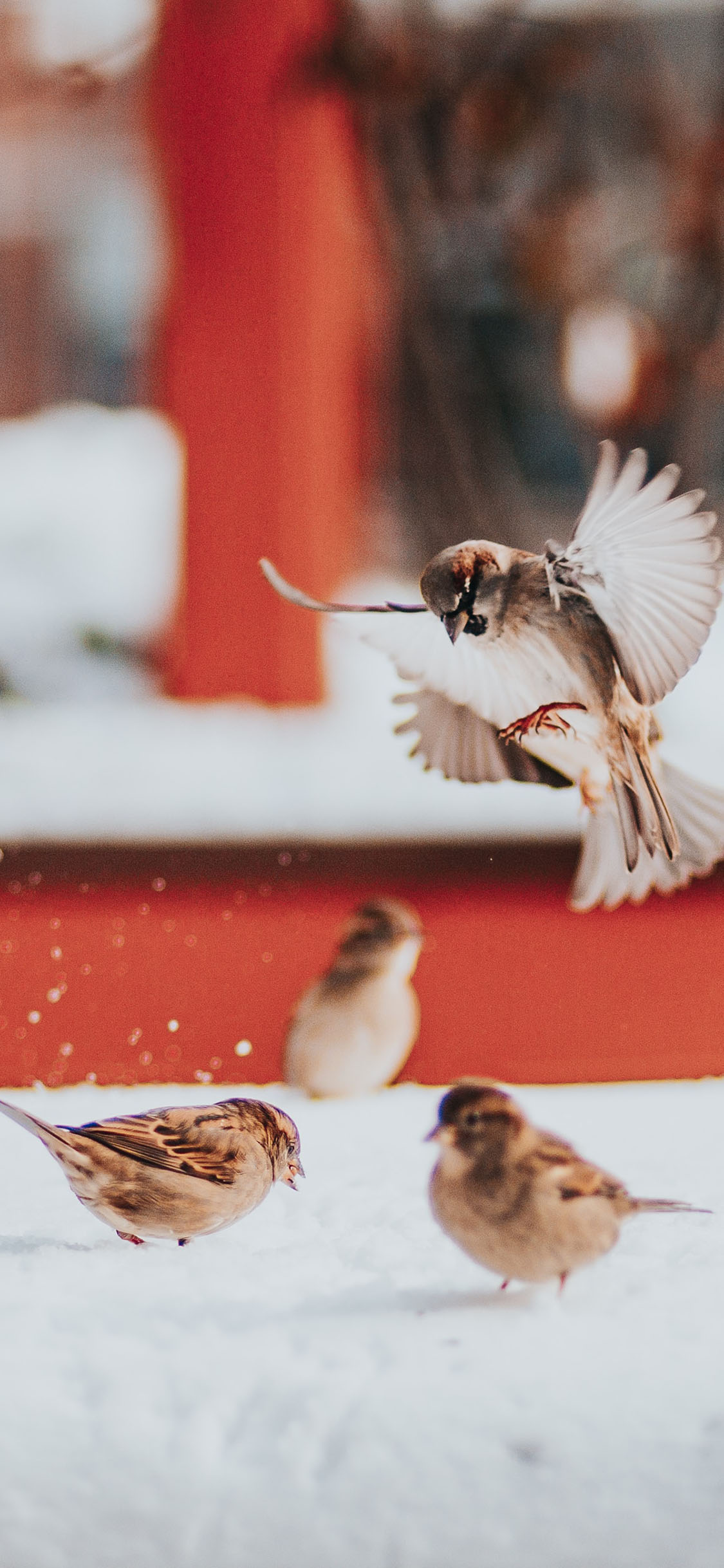 [2436×1125]雪地 飞鸟 麻雀 觅食 苹果手机壁纸图片
