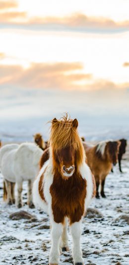 [2436x1125]雪地 马群 小马驹 苹果手机壁纸图片