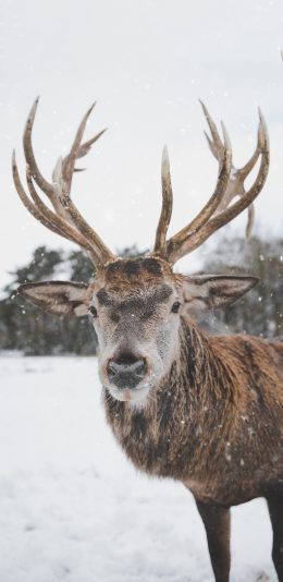 [2436x1125]雪地 驯鹿 公鹿 鹿角 苹果手机壁纸图片