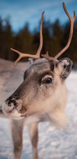 [2436x1125]雪地 鹿 鹿角 可爱 苹果手机壁纸图片