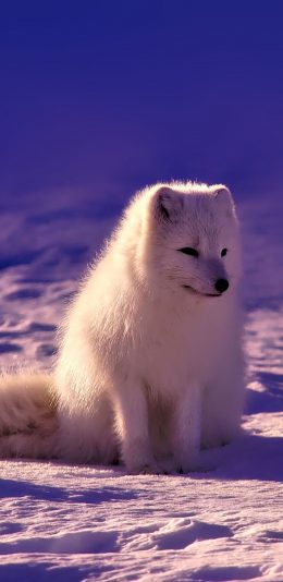 [2436x1125]雪地上的白狐狸 苹果手机壁纸图片
