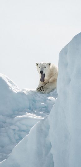 [2436x1125]雪山 北极熊 舌头 寒冷 苹果手机壁纸图片
