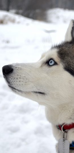 [2436x1125]雪橇犬 狗 雪地 汪星人 宠物 苹果手机壁纸图片