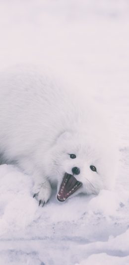 [2436x1125]雪狐 狐狸 白狐 雪地 寒冷 苹果手机壁纸图片