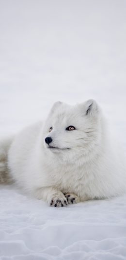 [2436x1125]雪狐 狐狸 白色 野生 雪地 苹果手机壁纸图片