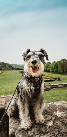 [2436x1125]雪纳瑞 宠物 户外 项圈 苹果手机壁纸图片