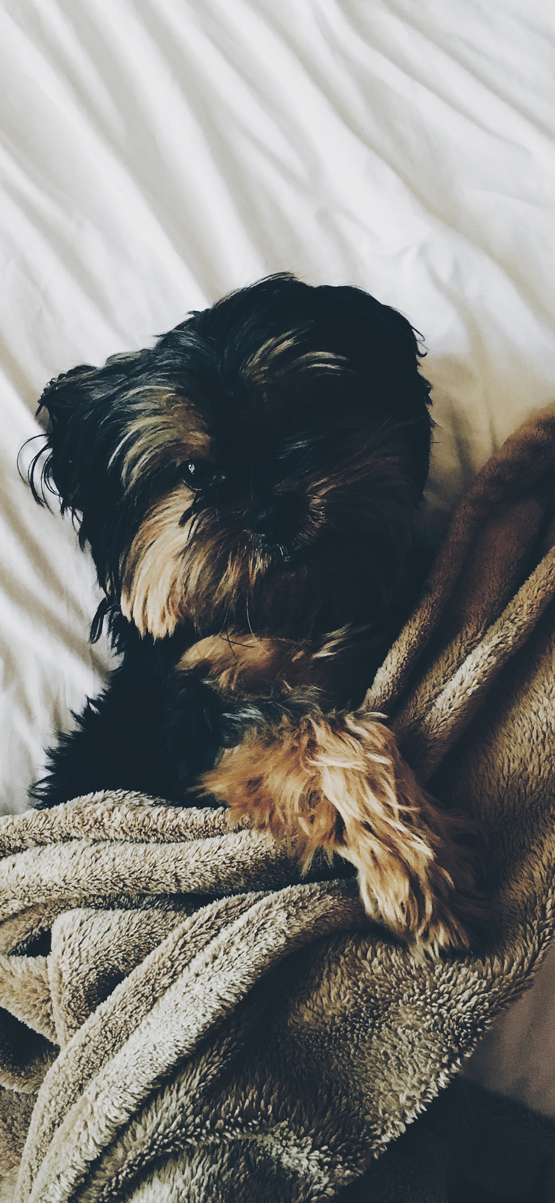 [2436×1125]雪纳瑞 宠物 狗子 毛毯 苹果手机壁纸图片