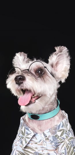 [2436x1125]雪纳瑞 宠物 眼镜 衣服 精致 苹果手机壁纸图片