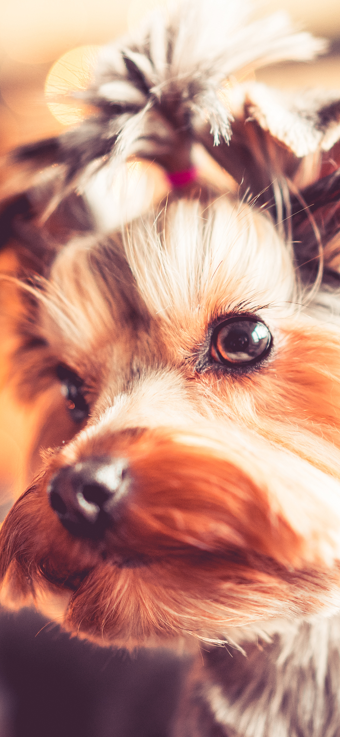 [2436×1125]雪纳瑞 狗 动物 乖巧 宠物 苹果手机壁纸图片