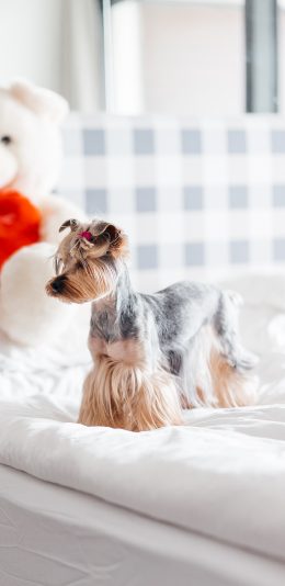 [2436x1125]雪纳瑞 狗 汪星人 宠物 犬 苹果手机壁纸图片