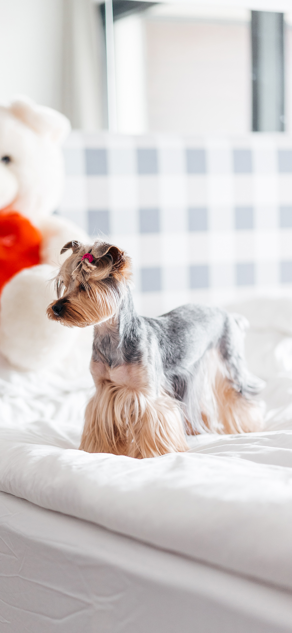 [2436×1125]雪纳瑞 狗 汪星人 宠物 犬 苹果手机壁纸图片