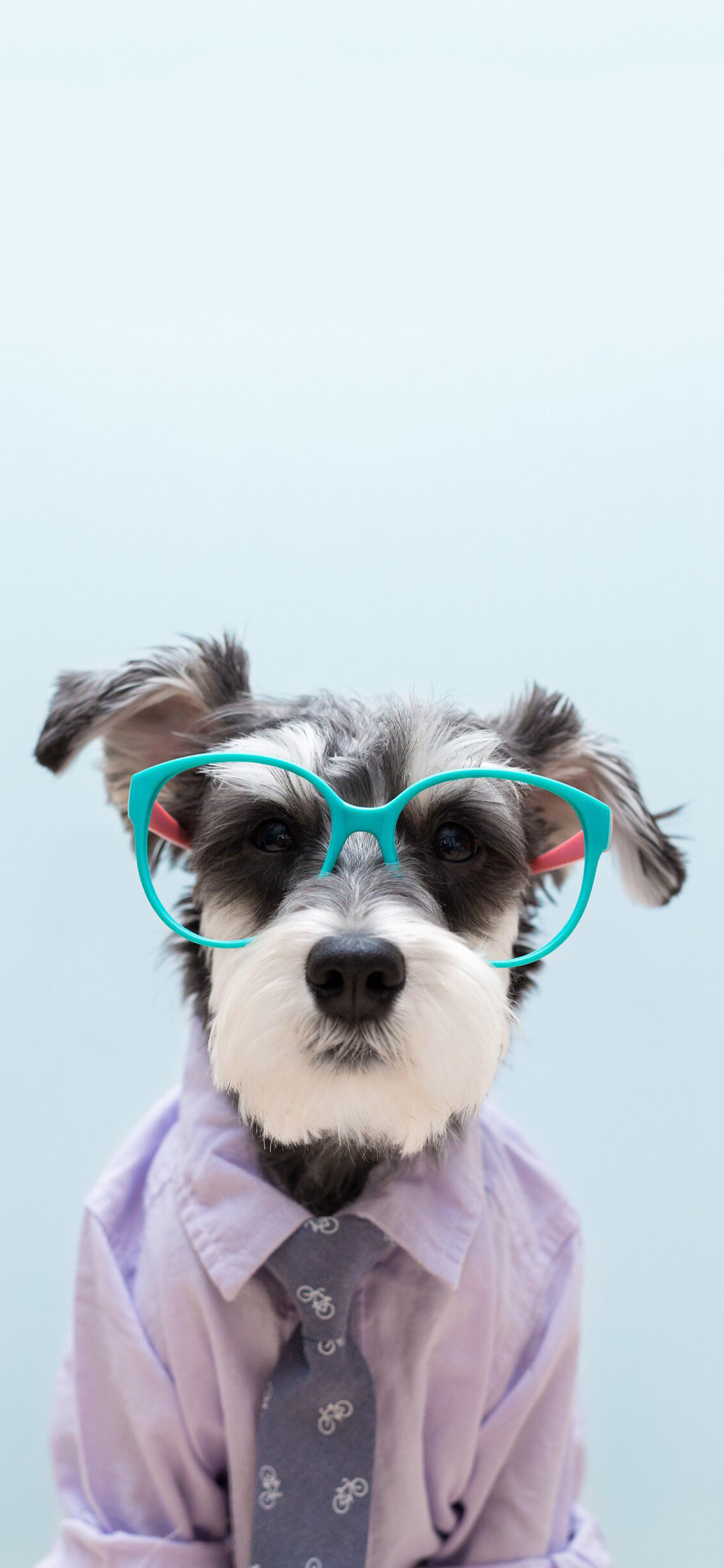 [2436×1125]雪纳瑞 狗 汪星人 镜框 可爱 宠物 苹果手机壁纸图片