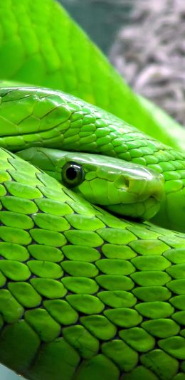 [2436x1125]青蛇 凶猛 绿色 树干 纹路 苹果手机壁纸图片