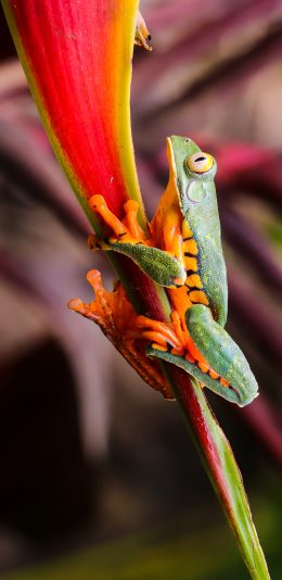 [2436x1125]青蛙 两栖 叶子 色彩 苹果手机壁纸图片