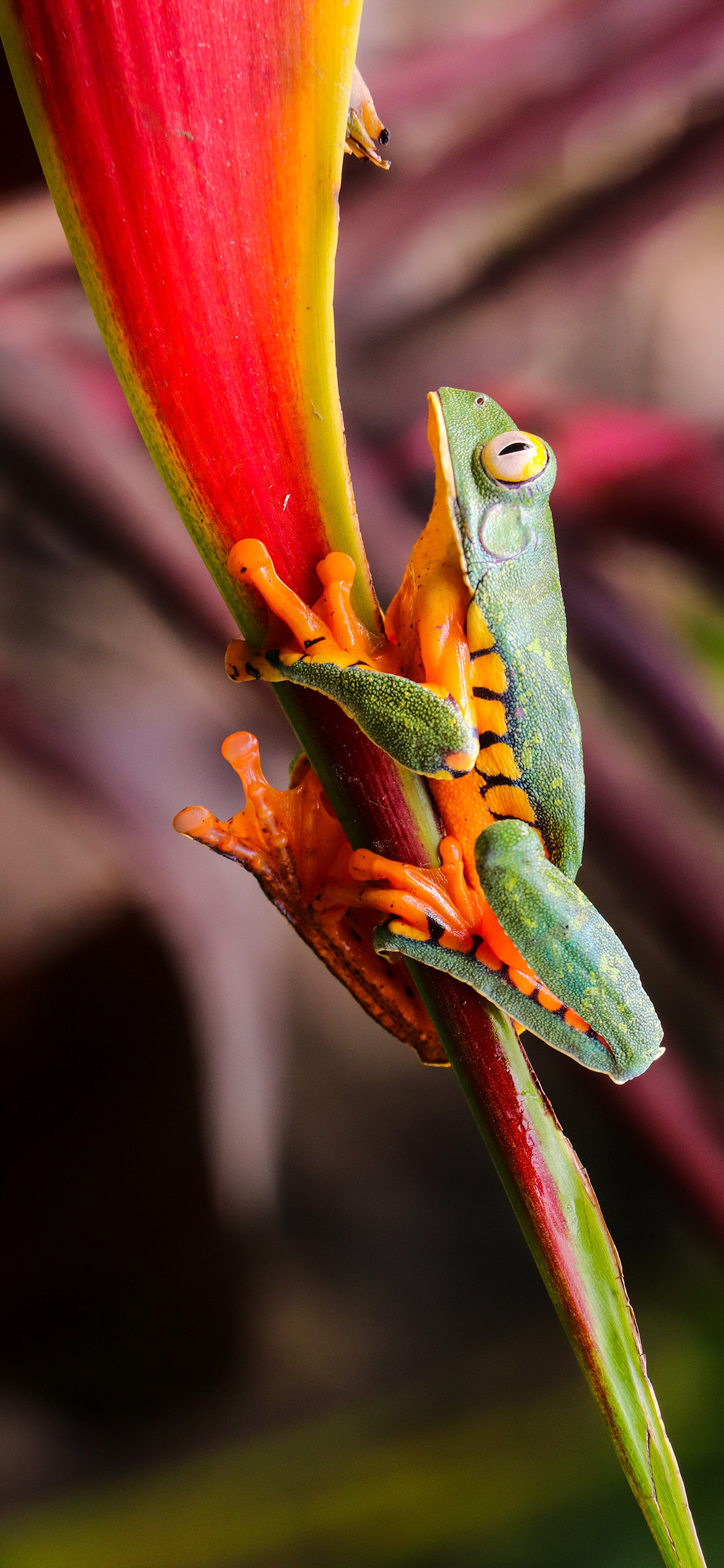 [2436×1125]青蛙 两栖 叶子 色彩 苹果手机壁纸图片