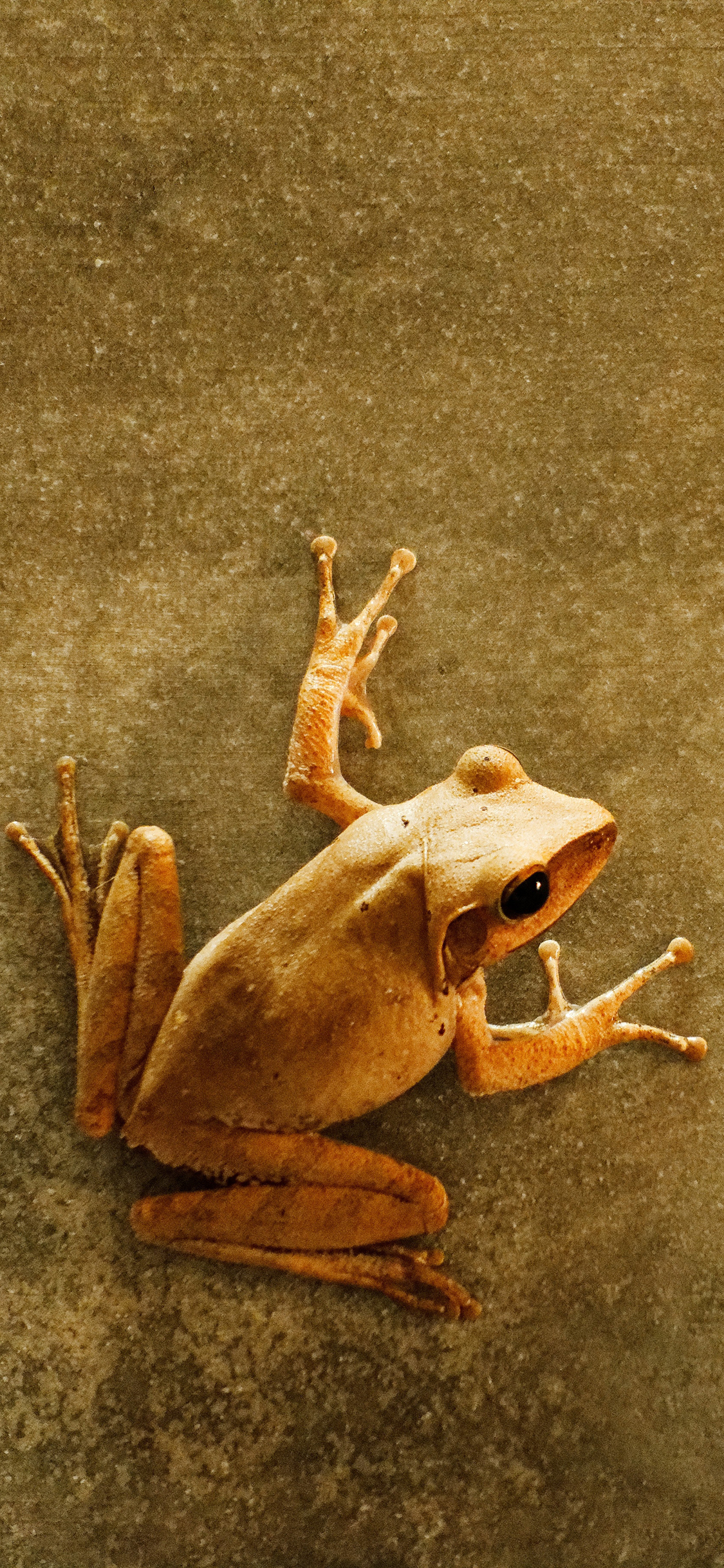 [2436×1125]青蛙 两栖 墙 苹果手机壁纸图片