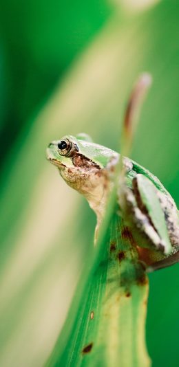 [2436x1125]青蛙 两栖 蛙科 站立 苹果手机壁纸图片