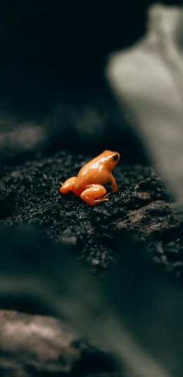 [2436x1125]青蛙 岩石 宠物 色彩 苹果手机壁纸图片