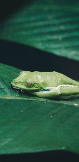 [2436x1125]青蛙 枝叶 品种 休憩 苹果手机壁纸图片