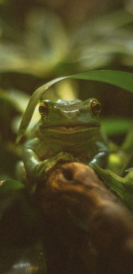 [2436x1125]青蛙 枝叶 爬行 四肢 苹果手机壁纸图片