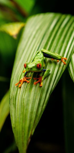 [2436x1125]青蛙 树叶 绿色 益虫 苹果手机壁纸图片