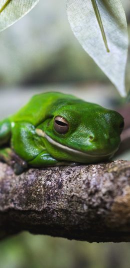 [2436x1125]青蛙 树蛙 枝干 两栖 苹果手机壁纸图片