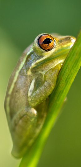 [2436x1125]青蛙 树蛙 绿色 枝干 两栖 苹果手机壁纸图片