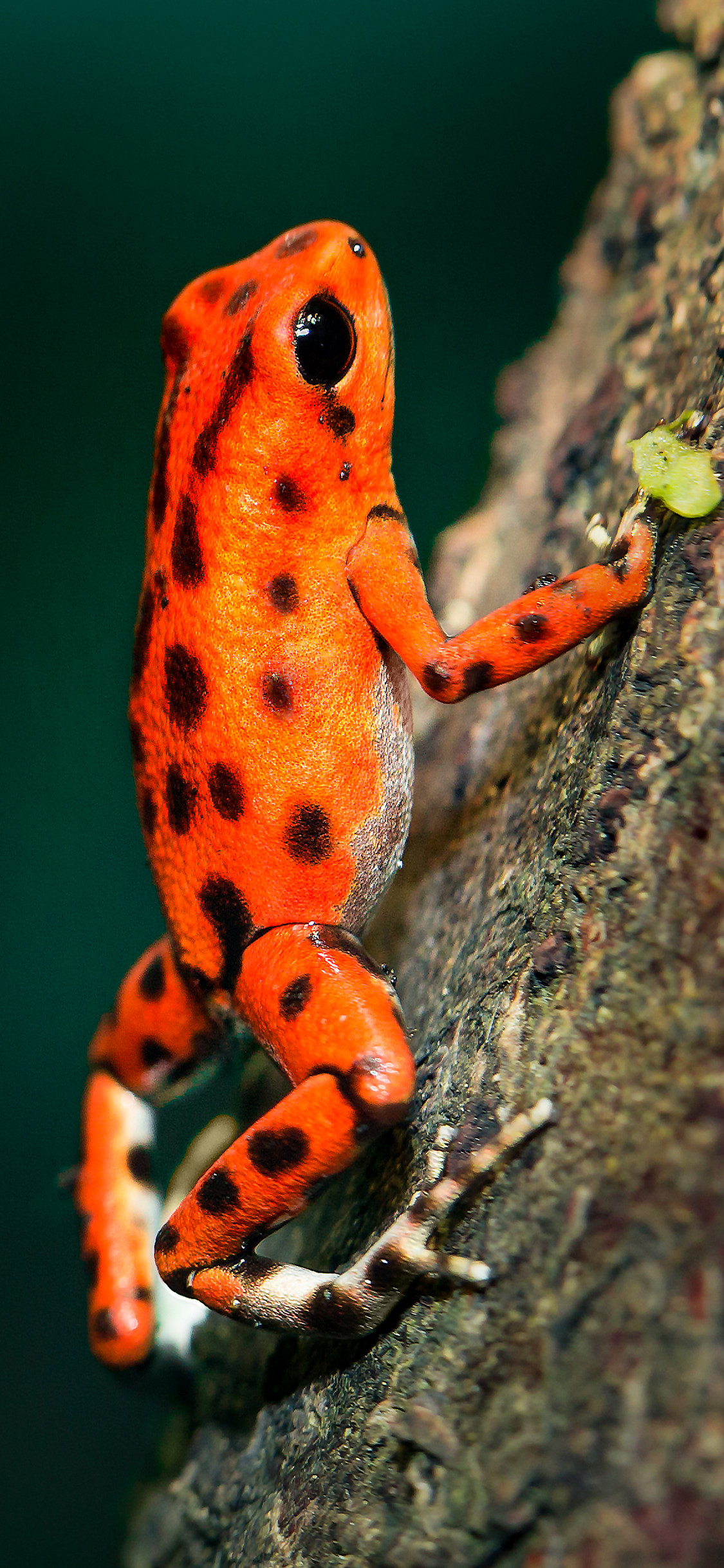 [2436×1125]青蛙 橘黄 树干 跳跃 苹果手机壁纸图片